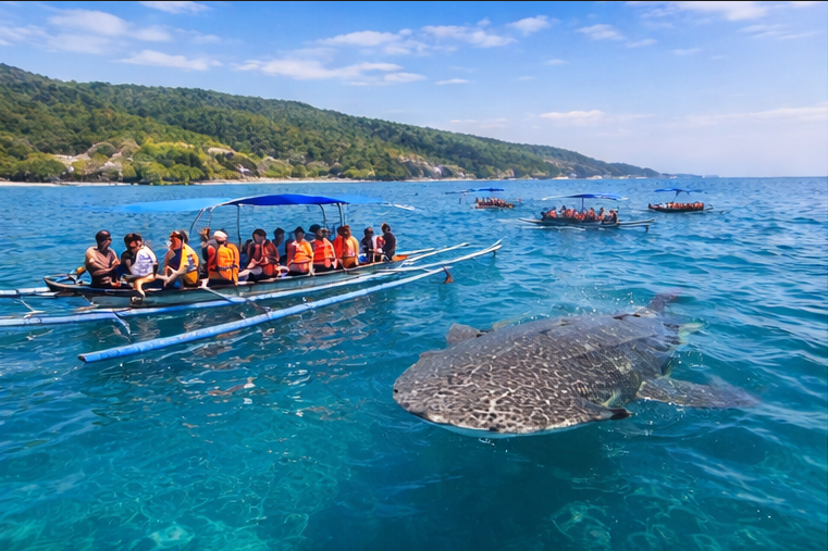 세부 오슬롭 고래상어 투어 실제 바다 체험 장면