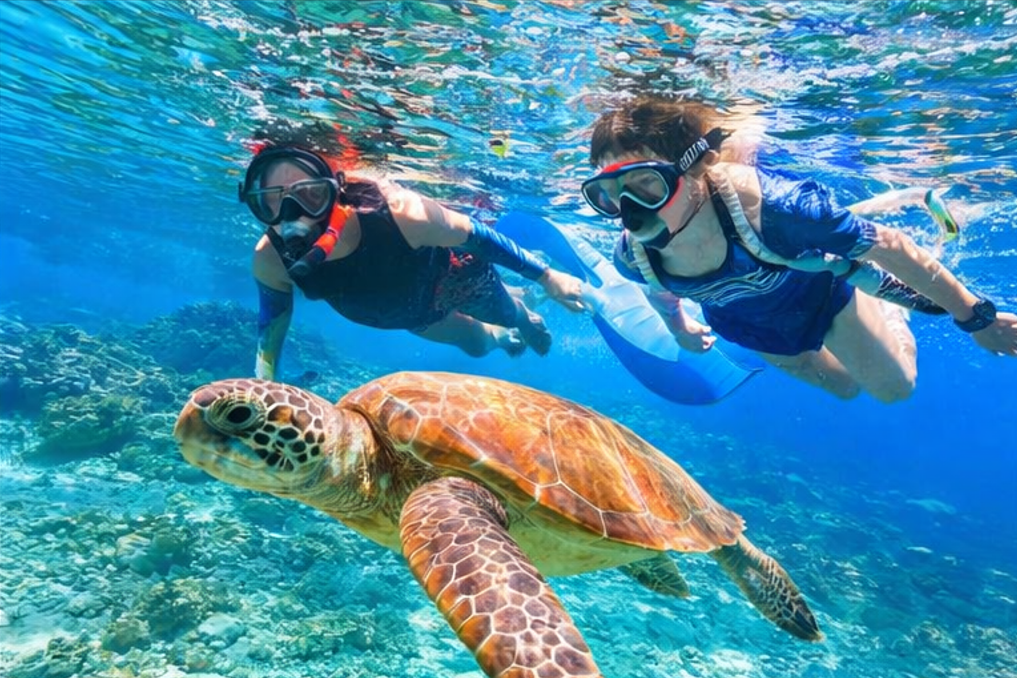 보홀 바다에서 스노클링과 바다거북 체험