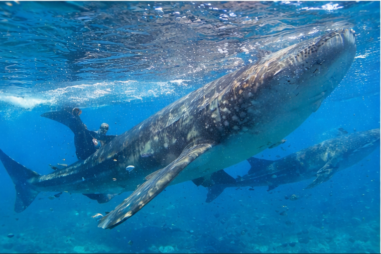 세부 오슬롭 투어 보트에서 고래상어를 만나는 장면